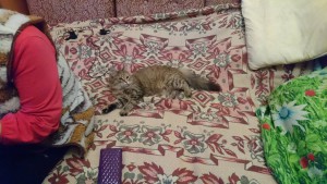 Отдается в добрые руки киса-мурчалка по имени Марта - rQbHuCGgsto.jpg