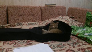 Отдается в добрые руки киса-мурчалка по имени Марта - uVXP4pLHI1Y.jpg