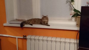 Отдается в добрые руки киса-мурчалка по имени Марта - x16h5T-QXik.jpg