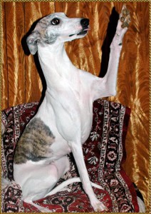 Малая английская борзая уиппет - 16684449_1310954138965036_1199325666_n.jpg