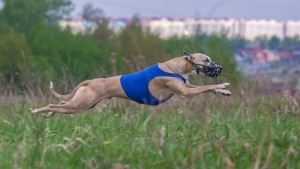 Малая английская борзая уиппет - 13217230_1030737253658498_3418110216239963167_o.jpg