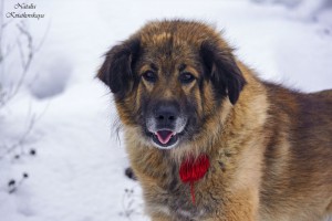 Москва и МО Метис Леонбергера в добрые руки - 1.jpg