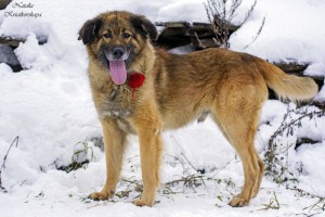 Москва и МО Метис Леонбергера в добрые руки - 2.jpg