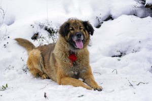 Москва и МО Метис Леонбергера в добрые руки - 3.jpg