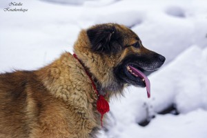 Москва и МО Метис Леонбергера в добрые руки - 4.jpg