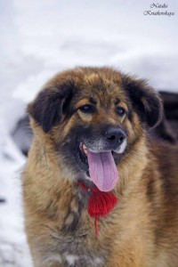 Москва и МО Метис Леонбергера в добрые руки - 5.jpg