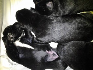 Щенки в добрые руки - 3.jpg