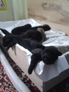 Щенки в добрые руки - 5.jpg