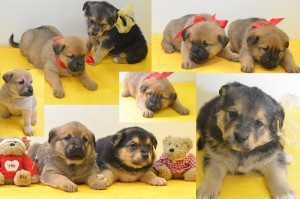 Москва и МО Щенки ищут дом  - 1.jpg