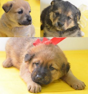 Москва и МО Щенки ищут дом  - 2.jpg