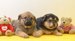 Москва и МО Щенки ищут дом  - 3.jpg