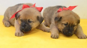 Москва и МО Щенки ищут дом  - 4.jpg