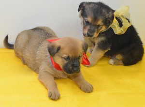 Москва и МО Щенки ищут дом  - 5.jpg