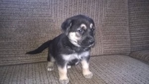 Отдам даром щенков метиса немецкой овчарки - WP_20170212_10_32_33_Pro.jpg