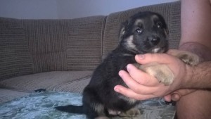 Отдам даром щенков метиса немецкой овчарки - WP_20170212_10_34_11_Pro.jpg