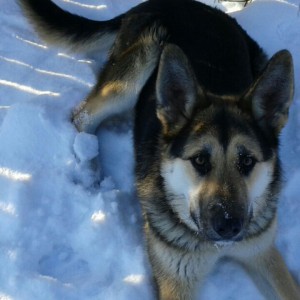 Отдам даром щенков метиса немецкой овчарки - 1 015.jpg