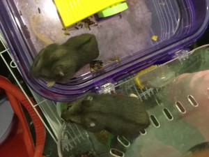 Отдам джунгариков мальчиков 4 недели, темно серого окраса - IMG_3078.JPG