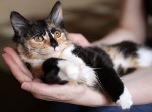 Москва и МО Пушистая 4-ех мес. 3-ех цвет. кошечка Кошечке всего 4месяца, она еще совсем кроха, но уже привита по возрас - 1.jpg