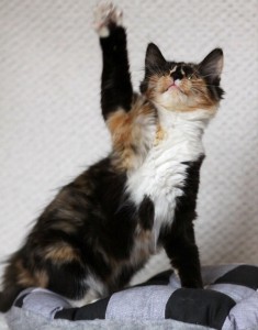 Москва и МО Пушистая 4-ех мес. 3-ех цвет. кошечка Кошечке всего 4месяца, она еще совсем кроха, но уже привита по возрас - 2.jpg