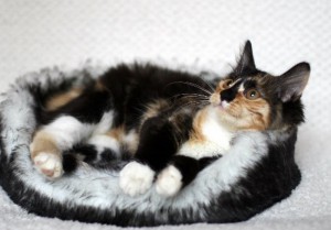 Москва и МО Пушистая 4-ех мес. 3-ех цвет. кошечка Кошечке всего 4месяца, она еще совсем кроха, но уже привита по возрас - 3.jpg