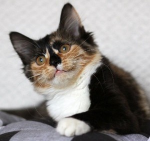 Москва и МО Пушистая 4-ех мес. 3-ех цвет. кошечка Кошечке всего 4месяца, она еще совсем кроха, но уже привита по возрас - 4.jpg