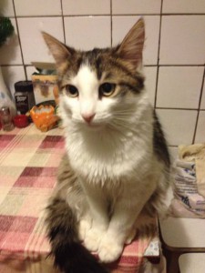 Отдам двух котиков даром - IMG-20170220-WA0009.jpg