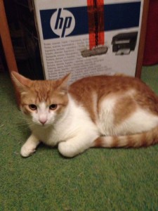 Отдам двух котиков даром - IMG-20170220-WA0008.jpg