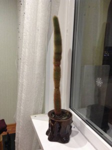 Отдам кактус в добрые руки - image.jpeg