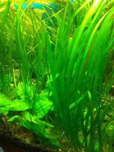 Растения в обмен на рыбок - аквариум1.jpg