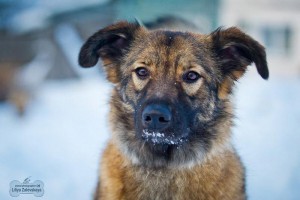 Москва и МО Красивая и умная охранница ищет свою семью  - 1.jpg