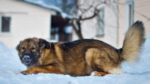 Москва и МО Красивая и умная охранница ищет свою семью  - 3.jpg