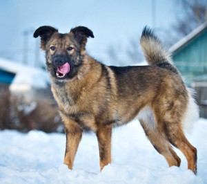 Москва и МО Красивая и умная охранница ищет свою семью  - 4.jpg