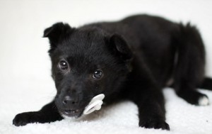 Москва, привет Я – щенок по имени Деви  - 4.jpg