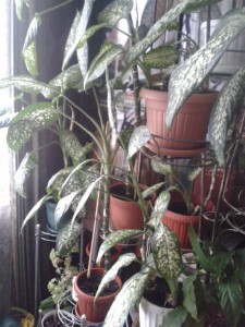 Отдам бесплатно Диффенбахию - 20170103_150052.jpg