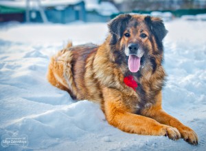 Москва и МО Метис Леонбергера в добрые руки - 1.jpg