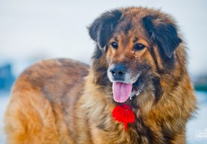 Москва и МО Метис Леонбергера в добрые руки - 2.jpg