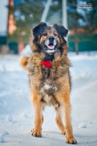 Москва и МО Метис Леонбергера в добрые руки - 3.jpg