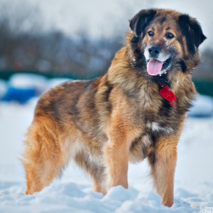 Москва и МО Метис Леонбергера в добрые руки - 4.jpg