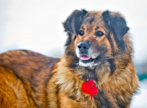 Москва и МО Метис Леонбергера в добрые руки - 5.jpg