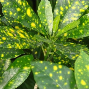 Приму в дар цветы, отростки - plantsguru-croton-golden-dust-500x500.jpg