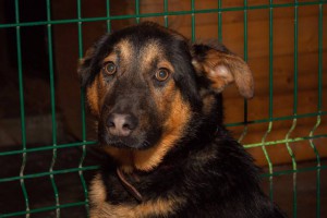 Подрощенный щенок в добрые руки - image3 (3).JPG