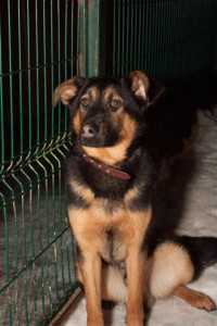 Подрощенный щенок в добрые руки - image2.JPG