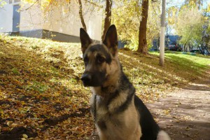 Восточноевропейская овчарка в добрые руки. - Lqjexwq5yns.jpg