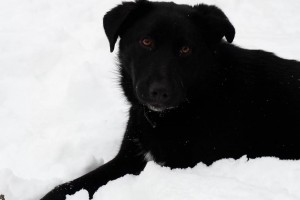 Метис лабрадора в добрые руки - DSCF3991.jpg