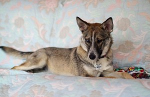 Москва и МО Особенная собачка Шелли ищет мам-пап  - 1.jpg