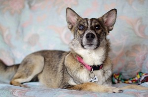 Москва и МО Особенная собачка Шелли ищет мам-пап  - 4.jpg