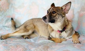 Москва и МО Особенная собачка Шелли ищет мам-пап  - 5.jpg