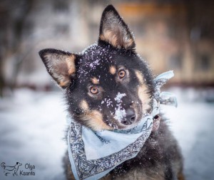 Красотка Линда в добрые руки  - IMG_8935-Edit.jpg