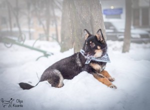 Красотка Линда в добрые руки  - IMG_8885-Edit.jpg