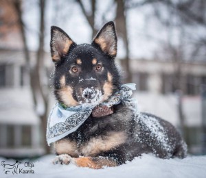 Красотка Линда в добрые руки  - IMG_8960-Edit.jpg